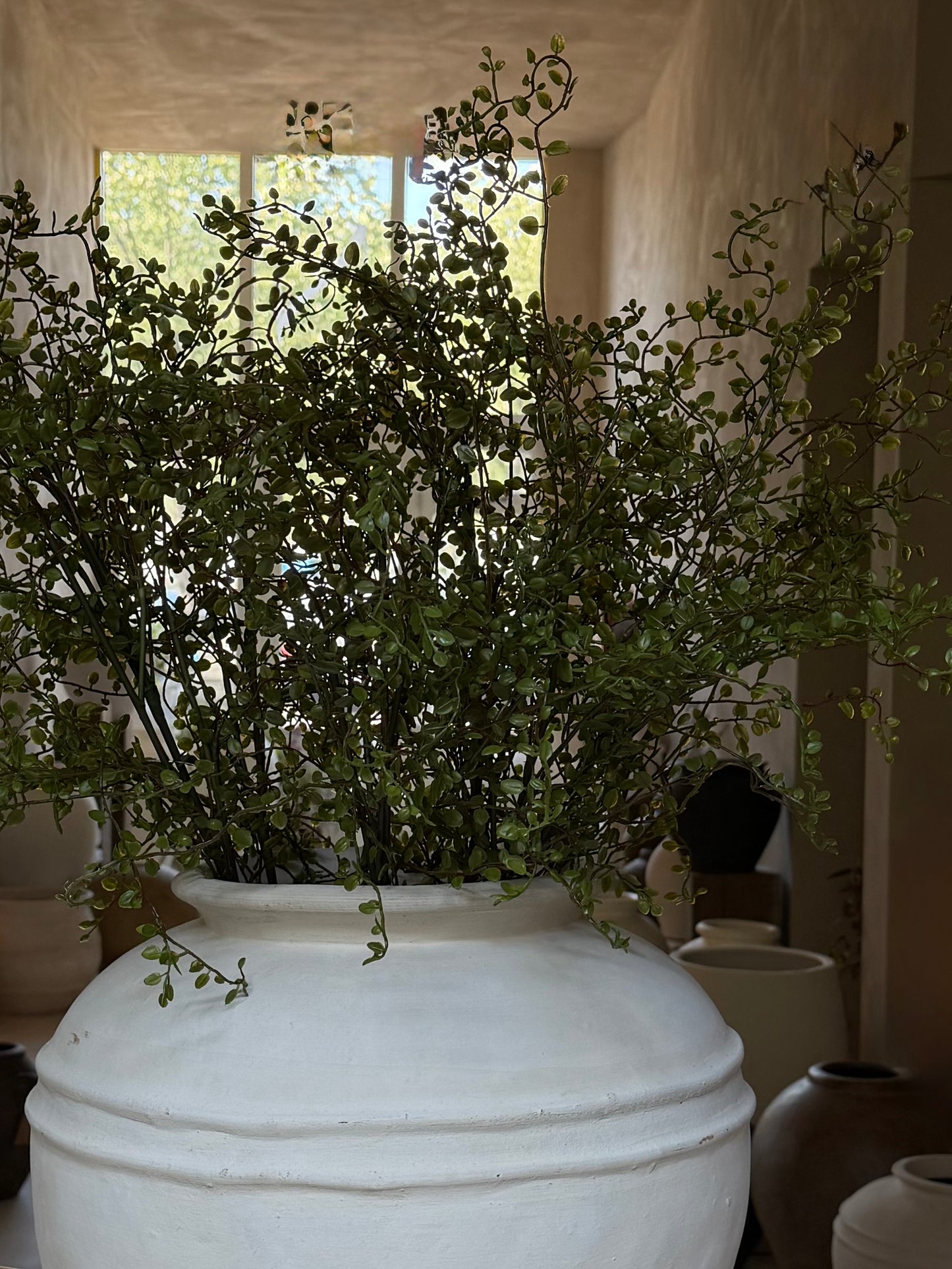 Mühlenbeckia tak 100 cm groen