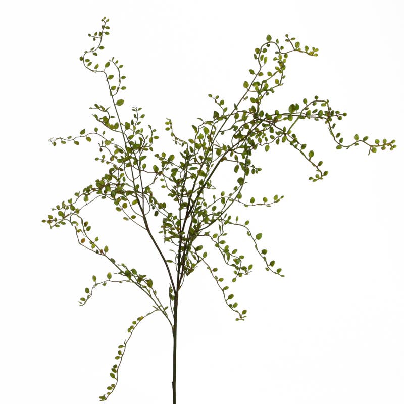 Mühlenbeckia tak 100 cm groen