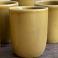 Golden sage mok