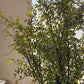 Mühlenbeckia tak 100 cm groen