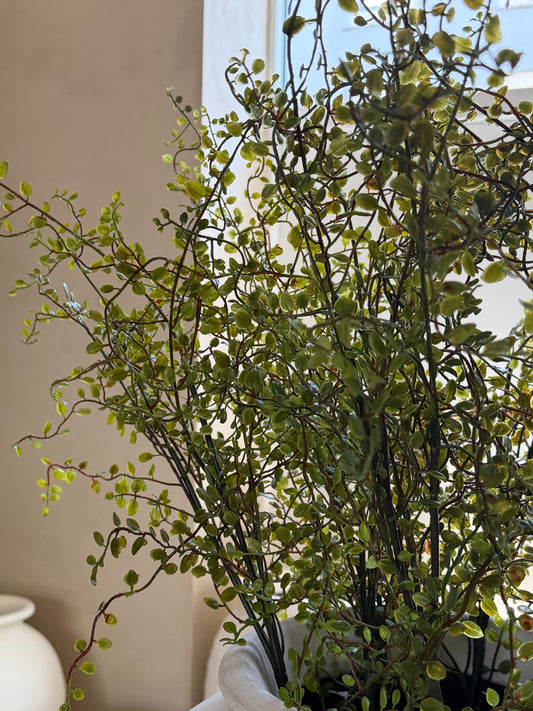 Mühlenbeckia tak 100 cm groen