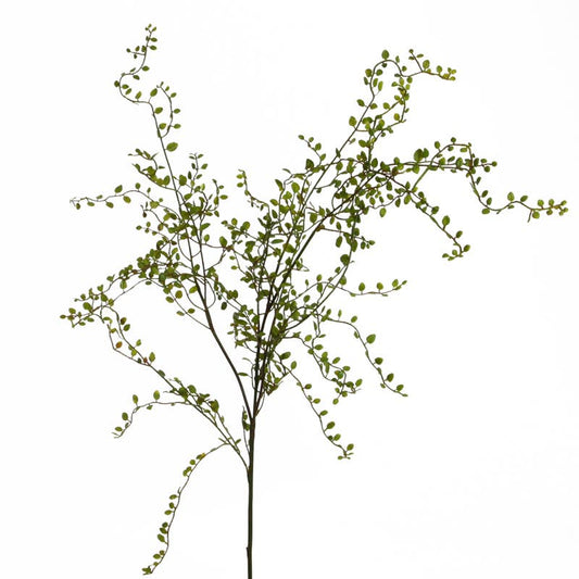 Mühlenbeckia tak 100 cm groen